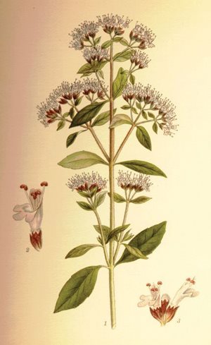 oregano