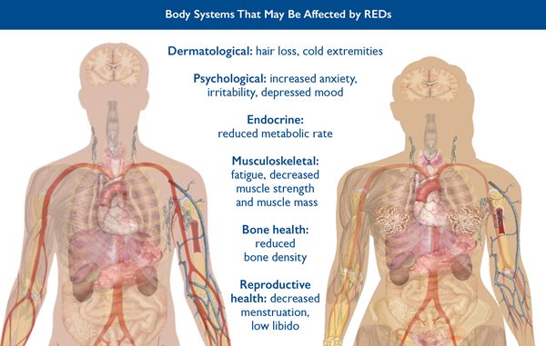 REDs, body systems