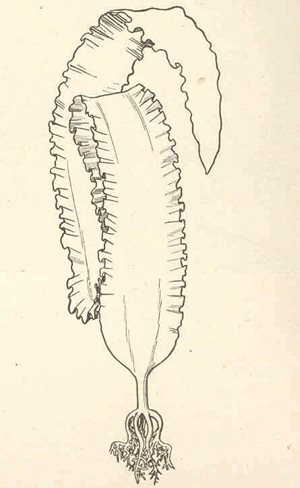 fucoidan