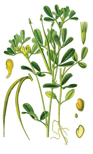fenugreek